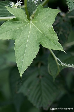 Leaf